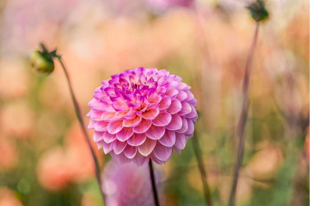 Dahlia 'Wine Eyed Jill'
